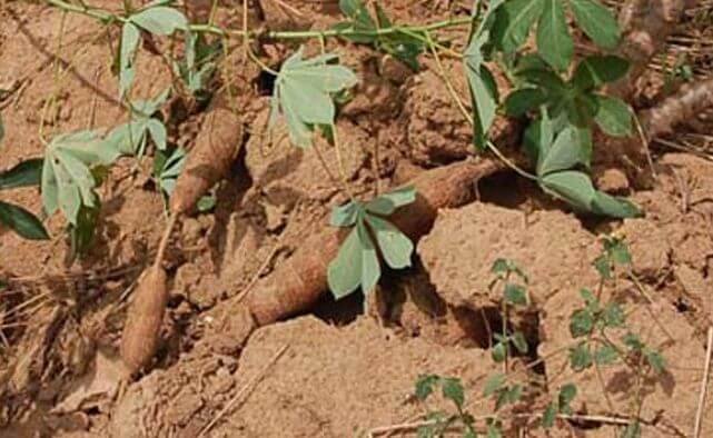 Cassava roots cracking the soil as a sign of ready for harvesting