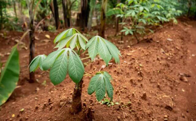 Stages of cassava growth - the early shooting stage