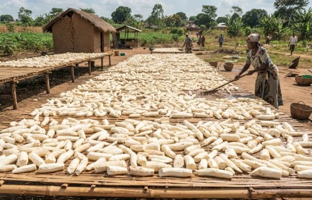 Sun-drying cassava roots to remove cyanide