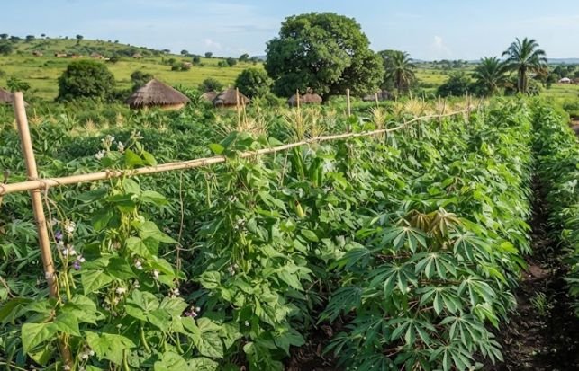 Cassava intercropped with beans