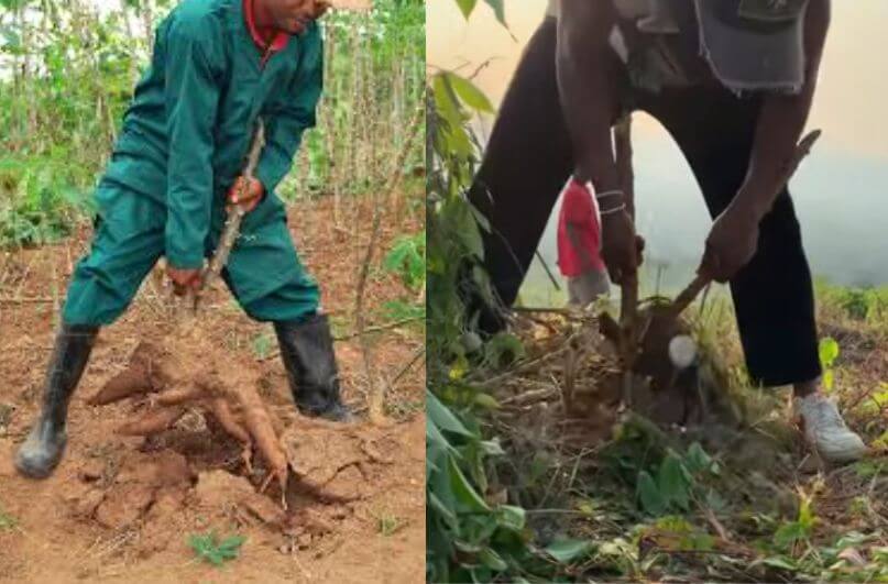 How to harvest cassava roots