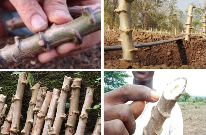 How to cut cassava stems the right way