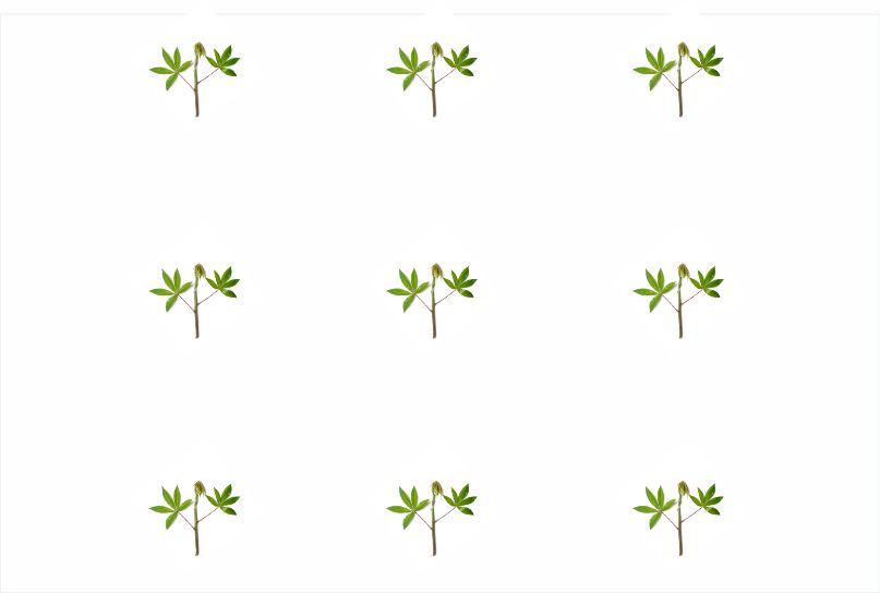 Intra-row and Inter-row spacing for cassava