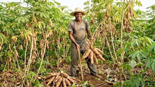 A man harvesting cassava roots by uprooting 