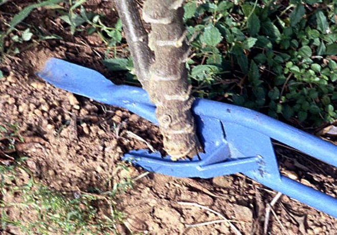 Mechanical cassava harvester 