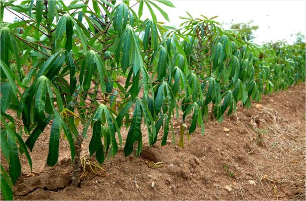 Soil requirements for cassava optimum yield