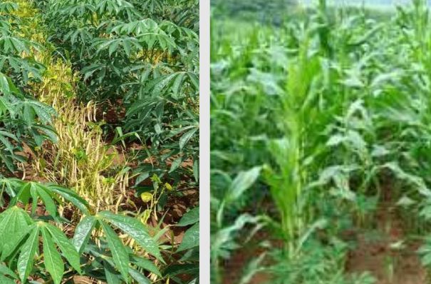 What crops can be intercropped with cassava