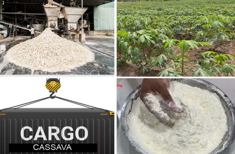 The cassava industry