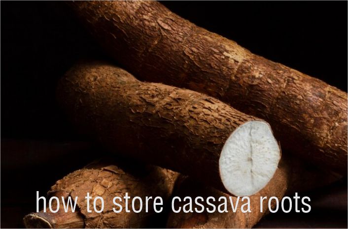 How to store cassava root