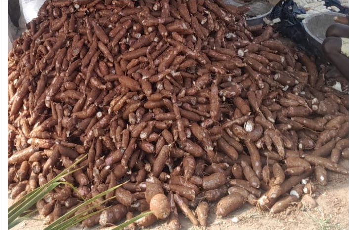 Top Producers of Cassava root in the world