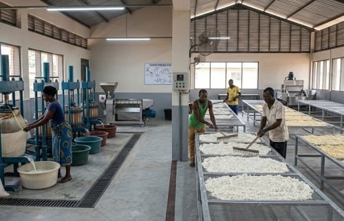 Cassava processors dewatering and drying cassava mash for making fermented cassava flour