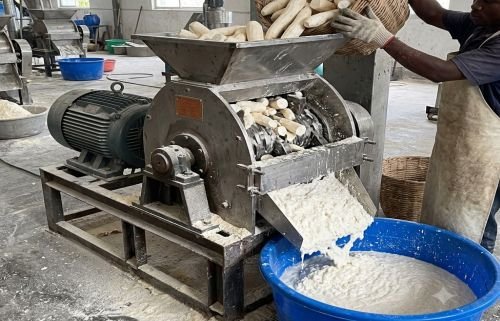 Fresh cassava roots being milled for making high quality cassava flour - HQCF