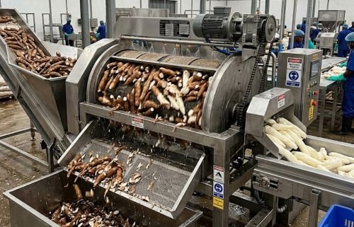 Cassava roots being peeled for making high quality cassava flour
