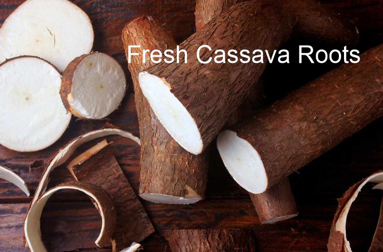 Fresh cassava roots for cassava starch at home