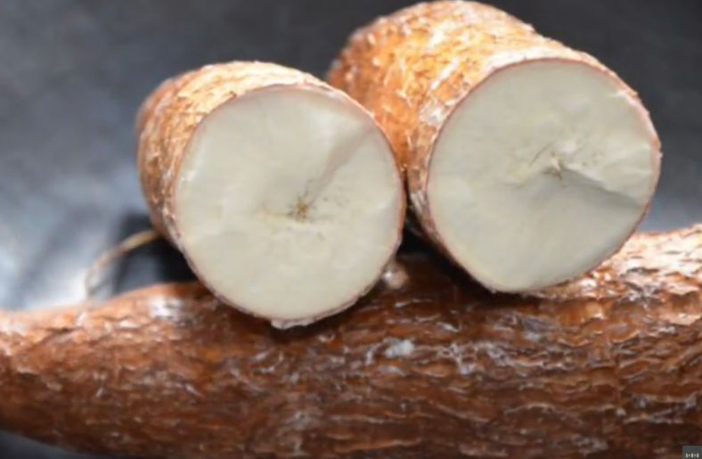Washed cassava roots before peeling