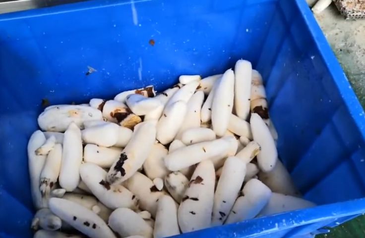 Separation and collection of the peeled cassava roots