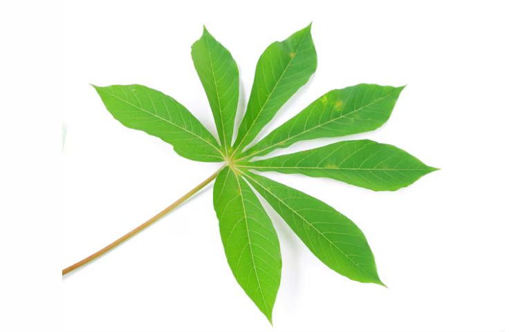 Health benefits of cassava leaves people don't know
