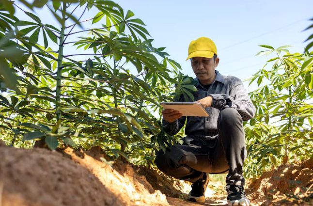 Hybrid cassava farm