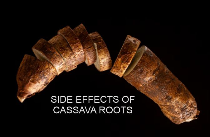 A freshly harvested cassava tuber - Cassava Root Side Effects
