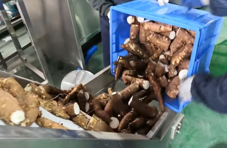 Harvested cassava roots being fed to the cassava peeling machine