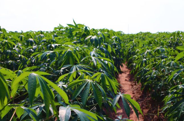 An example of hybrid cassava