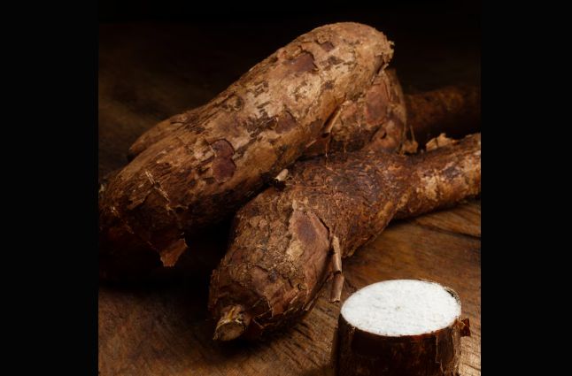 An example of hybrid cassava root