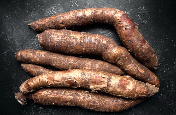 Cassava roots ready to be used for ethanol production