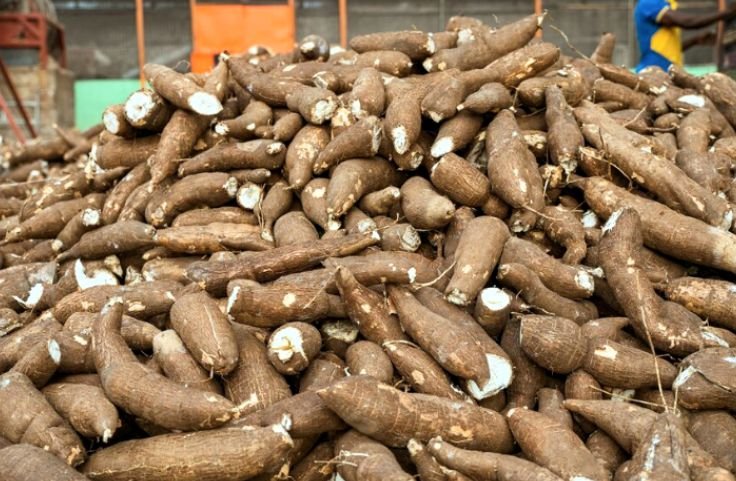 A heap of cassava roots waiting for the Cassava Marketing Strategies
