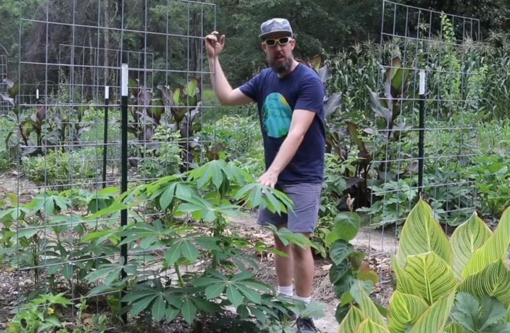 Can cassava grow in the US? A man who is growing cassava