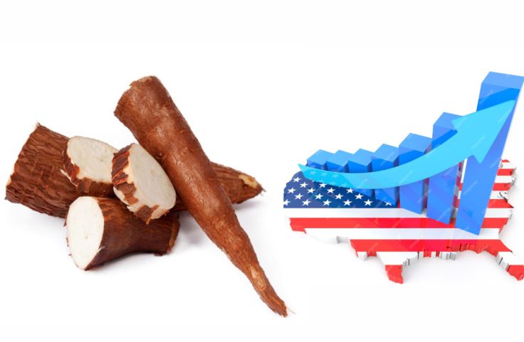 Is Cassava a Good Cash Crop in the U.S. Market