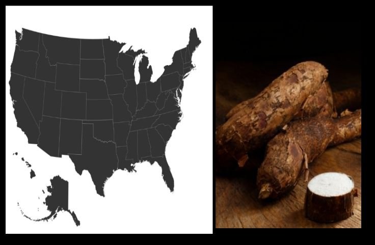 Cassava in the United States - everything to know