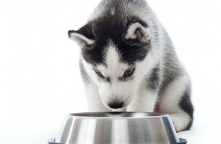 Can Dogs Eat Tapioca Pudding