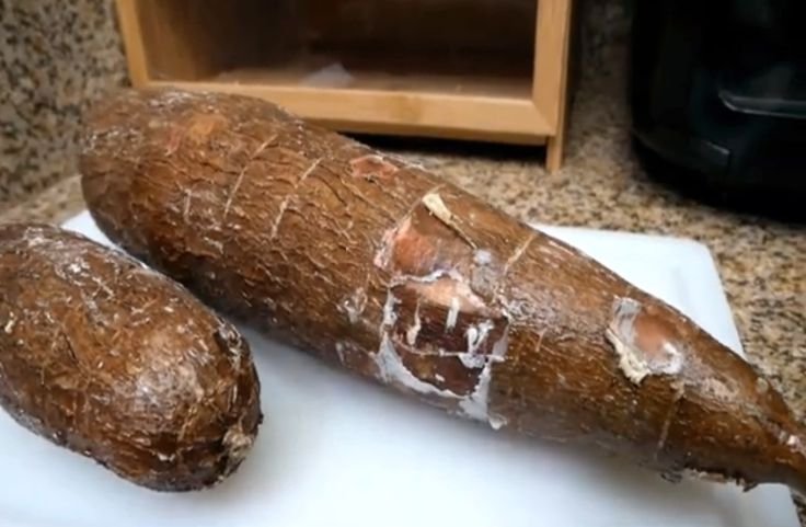 Fresh yuca roots for Cuban yuca fries