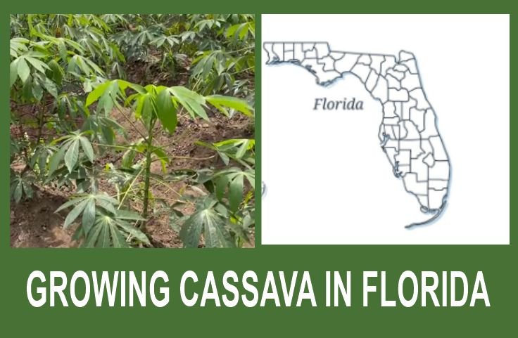 Cassava plant in young stage of growth depicting growing cassava in Florida -