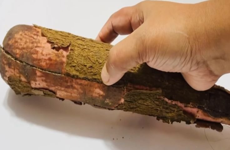 Cassava root for tapioca chips