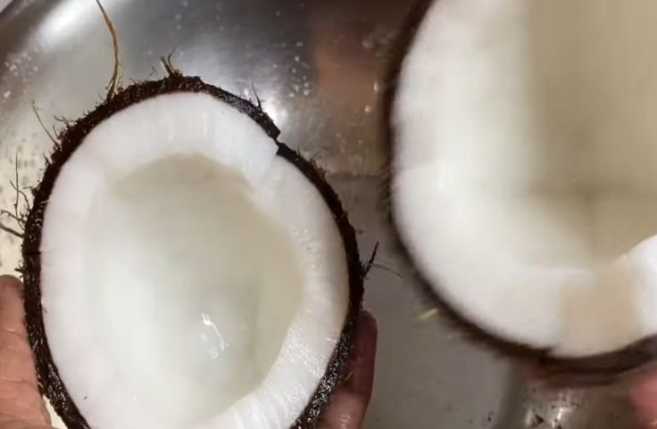 Coconut for grating for cassava pone