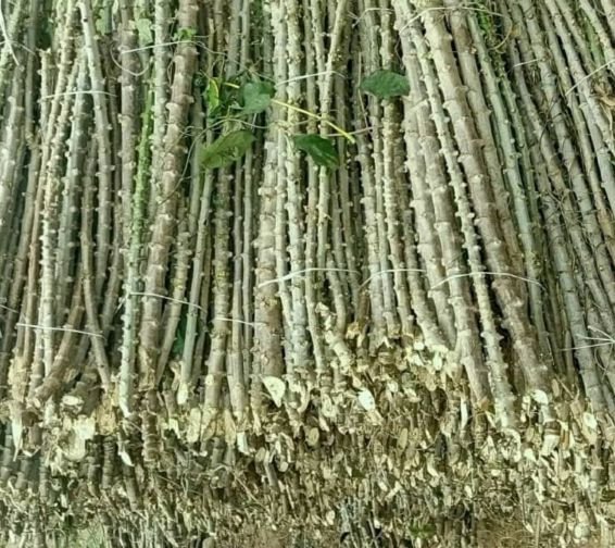 Freshly sourced cassava stems