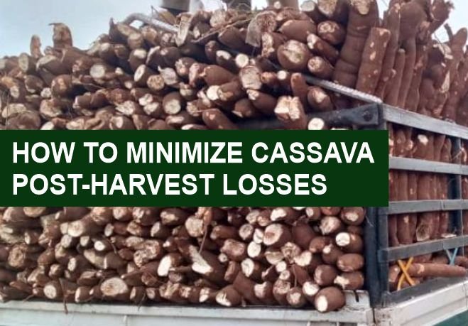 Cassava post-harvest losses
