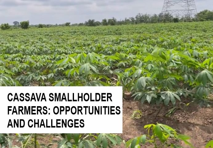 A cassava smallholder's farm in Nigeria