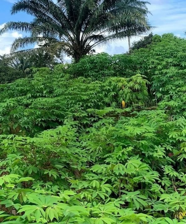 Cassava Crop Rotation and Soil Recovery Practices