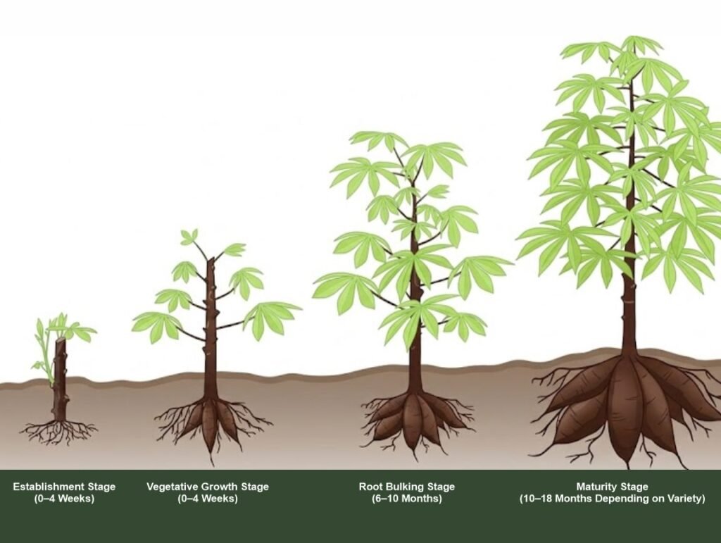 Cassava Growth Stages