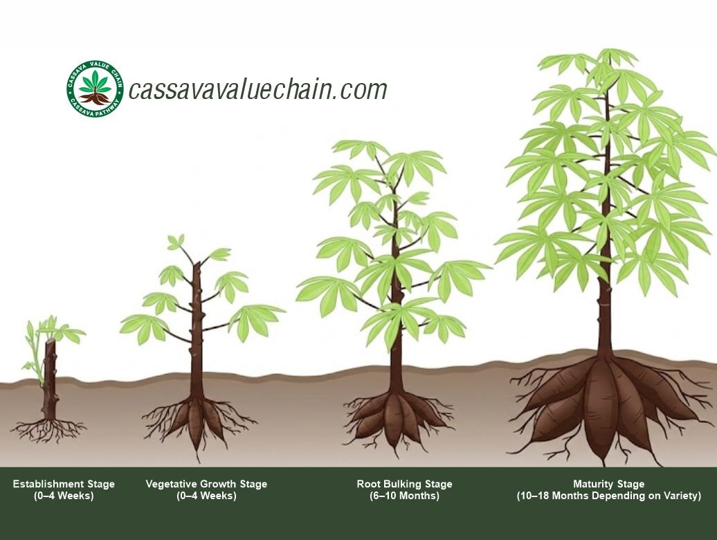 An illustration of the four cassava growth stages