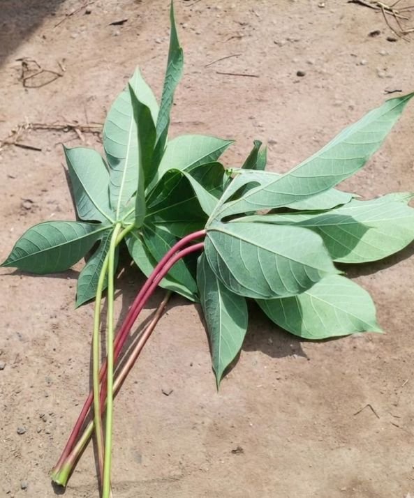Two cassava varieties displayed