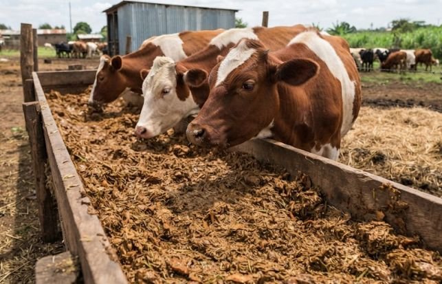Livestock eating food made with cassava peels