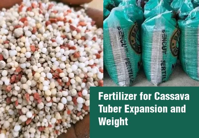 Fertilizer for Cassava Tuber Expansion and Weight