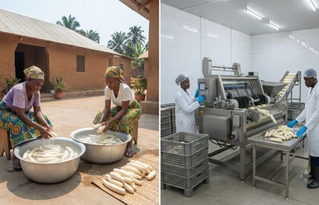 Cassava farmers washing and cleaning cassava roots