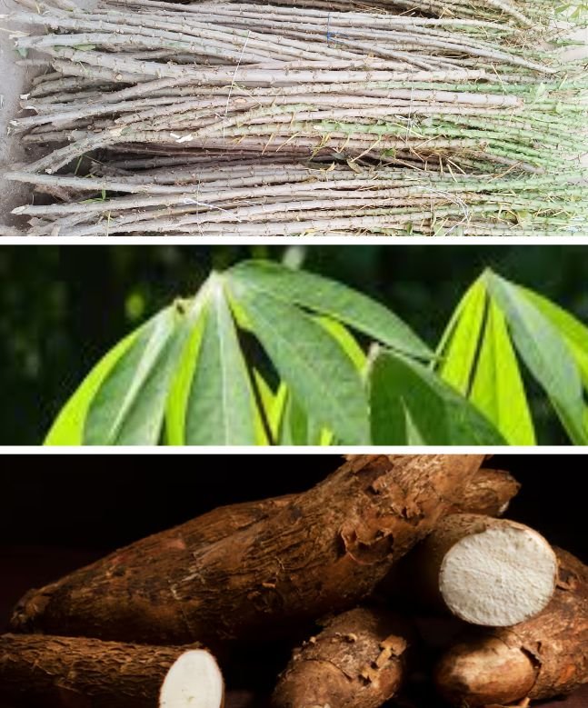 Cassava parts - stem, leaf, and root