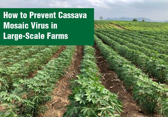 Preventing Cassava Mosaic Virus in Large-Scale Farms