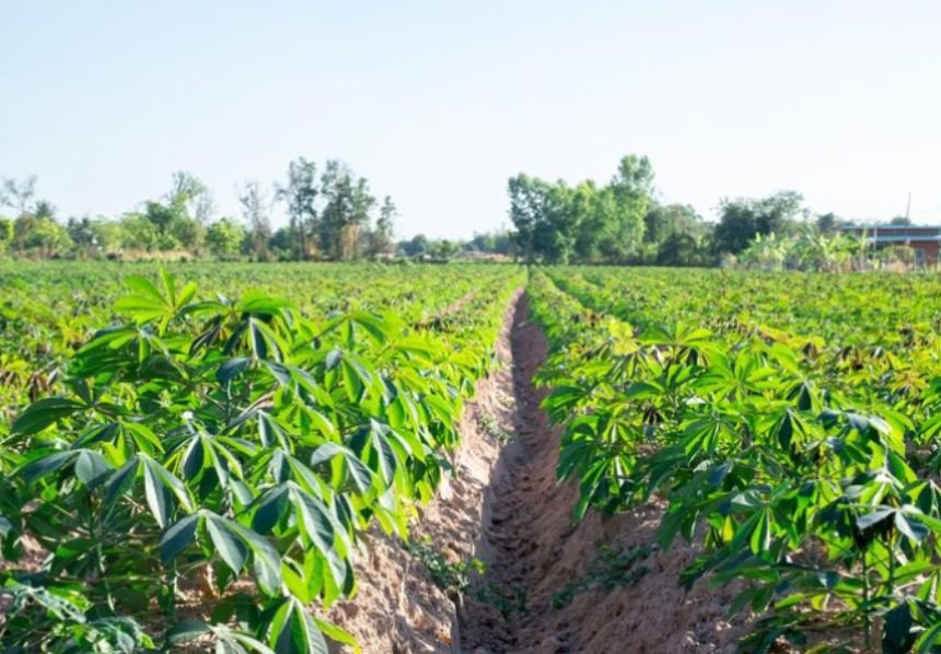 Step by step guide to cultivating cassava