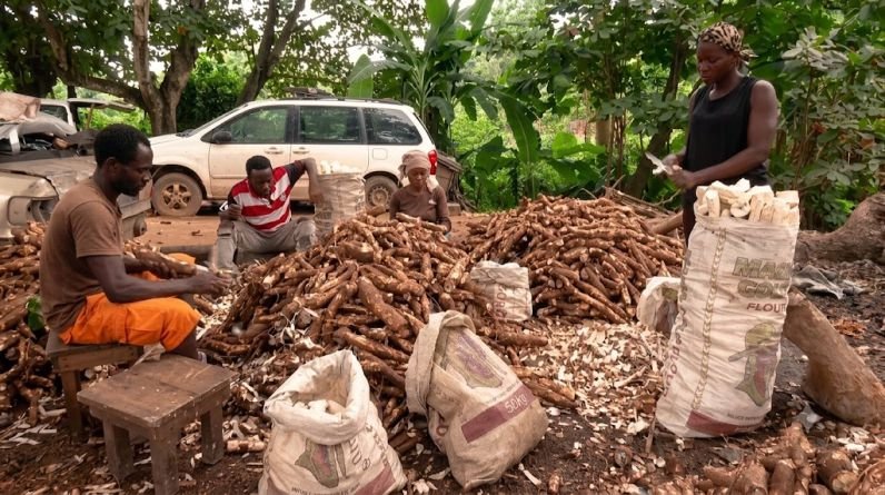 Chimeremeze Emeh in local cassava processing in Ngwa land